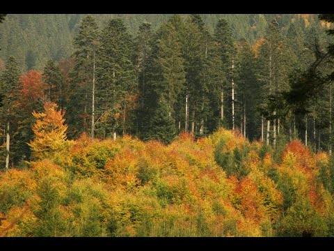 ROMANIA - WILD CARPATHIA 1