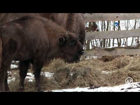 ROMANIA - WILD CARPATHIA 4