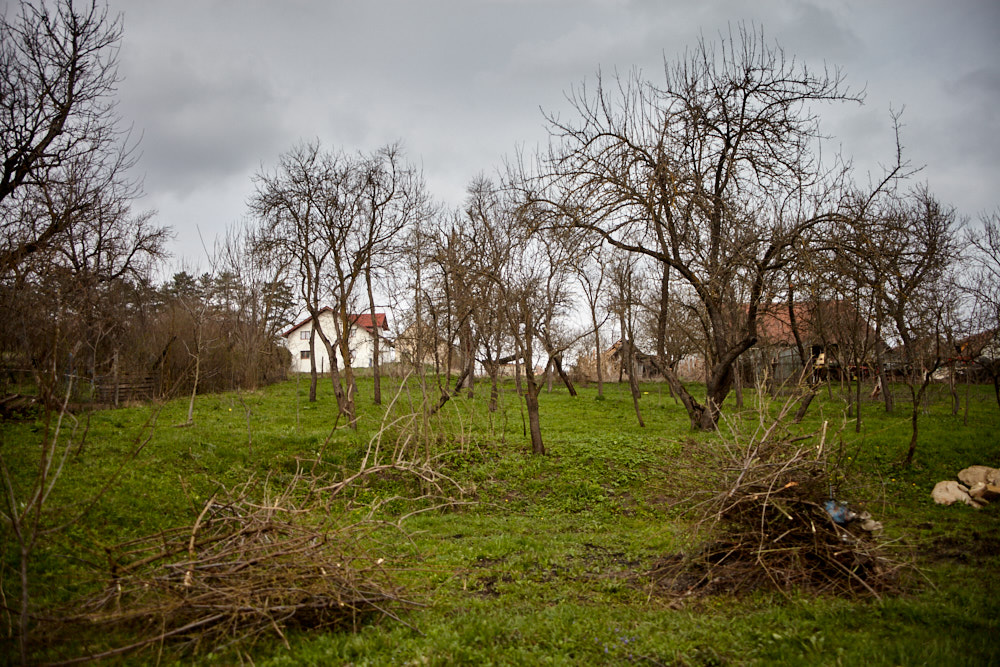 Obstbaumpflege Obstbaumpflege