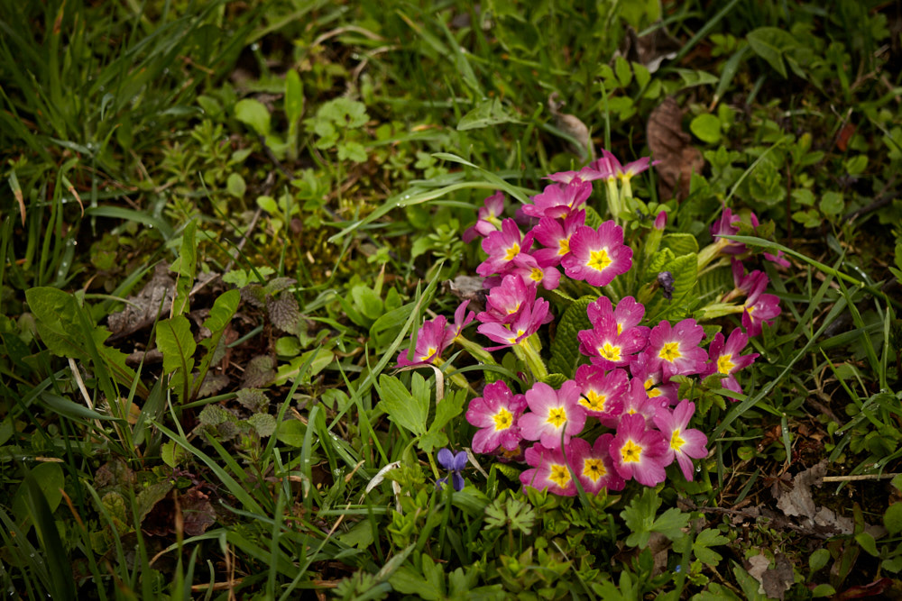 Frühling im Garten Frühling im Garten