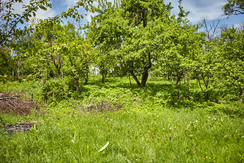 Urwald in meinem Garten Urwald in meinem Garten