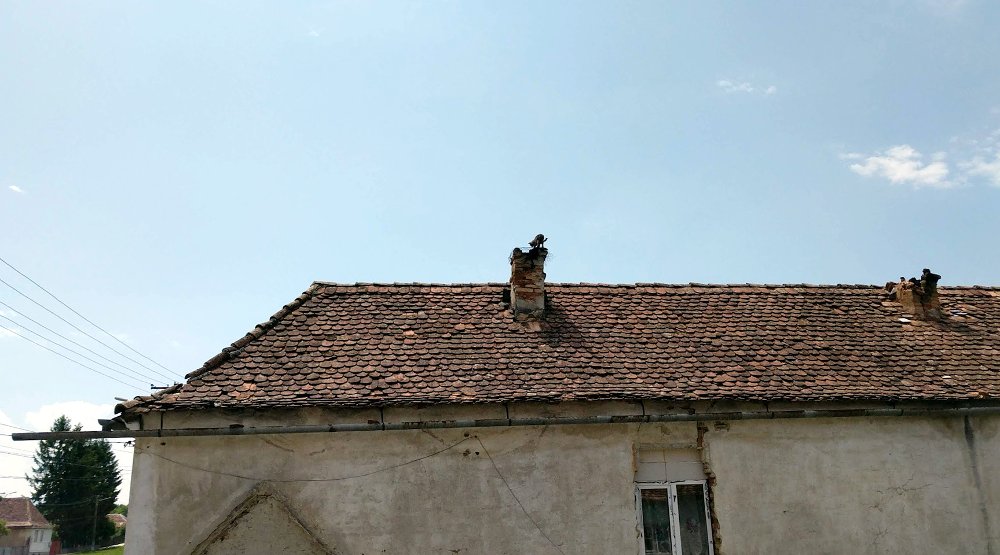 Die Katze auf dem .. Die Katze auf dem ..