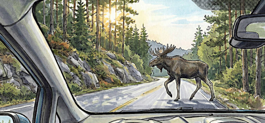 Elchbegegnung bei Mandal