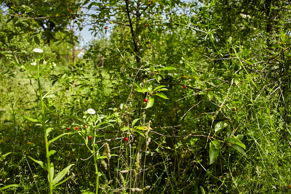 Urwald im Garten Urwald im Garten