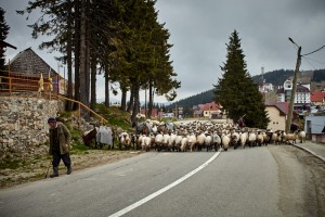 Almauftrieb am Transalpina